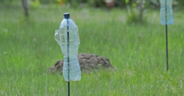 Faire fuir les rongeurs et les taupes avec une simple bouteille en plastique : l'astuce à connaître Faire fuir les rongeurs et les taupes avec une simple bouteille en plastique : l'astuce à connaître