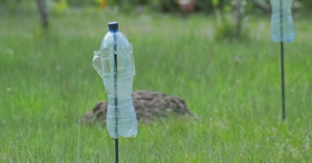 Faire fuir les rongeurs et les taupes avec une simple bouteille en plastique : l'astuce à connaître