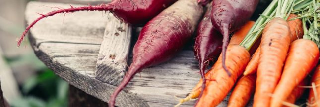 Construire un silo à légumes pour conserver les légumes en hiver sans cave