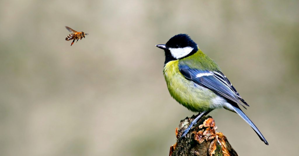 COP15 Biodiversité : un accord ambitieux pour une mise en oeuvre incertaine