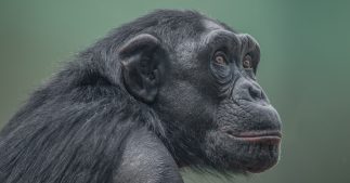 Une COP15 à Montréal pour sauver la biodiversité Une COP15 à Montréal pour sauver la biodiversité