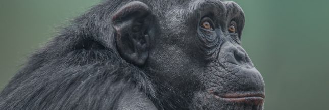 Cop15 au secours de la biodiversité