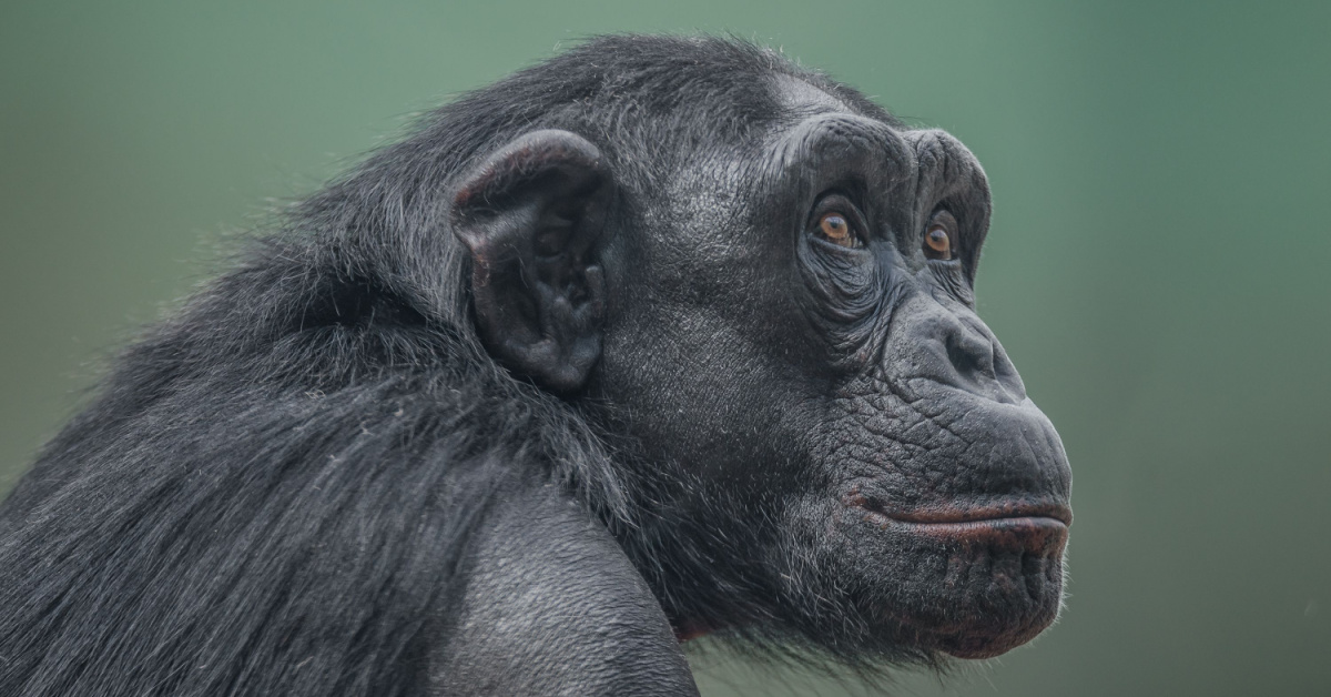 Une COP15 à Montréal pour sauver la biodiversité Une COP15 à Montréal pour sauver la biodiversité
