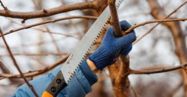 Couper les branches de l’arbre voisin qui dépassent chez soi : attention à l’amende élevée
