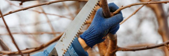 Couper les branches de l'arbre voisin qui dépassent sur mon terrain