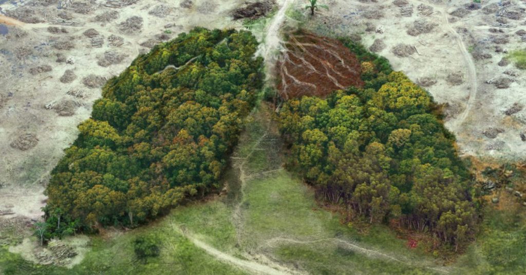 Café, viande bovine, meubles… Ces produits enfin interdits par l’UE quand issus de la déforestation : une première mondiale !