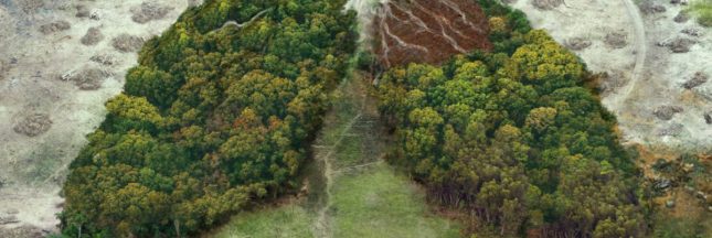 L'UE lutte contre la déforestation