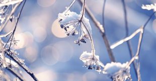 Arbustes d'ornement : les engrais indispensables en hiver pour une belle floraison printanière