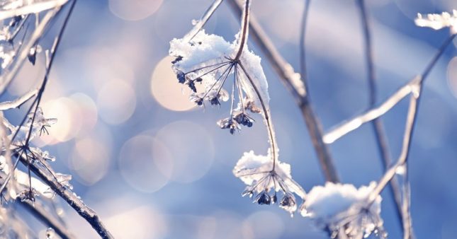 Arbustes d’ornement : les engrais indispensables en hiver pour une belle floraison printanière