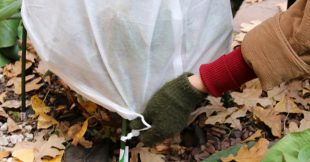 Gel : 10 erreurs d'hivernage qui détruisent les plantes, même protégées