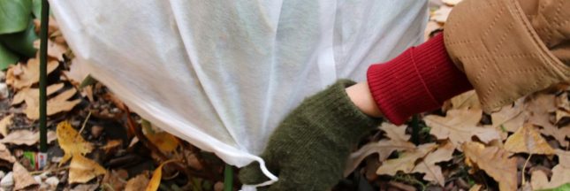 Comment hiverner les plantes extérieures ? Les protéger du gel ?