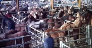 Foire chevaline de Maurs : des chevaux roués de coups, maltraités pour finir à l'abattoir