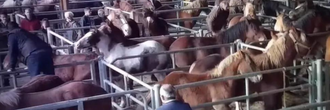 vidéo montrant des chevaux maltraités à la Foire de Maurs