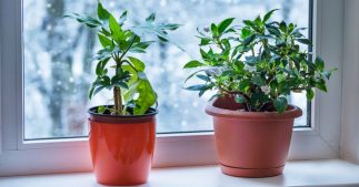 Entretenir ses plantes d'intérieur en hiver : 6 règles essentielles à leur bonne santé Entretenir ses plantes d'intérieur en hiver : 6 règles essentielles à leur bonne santé