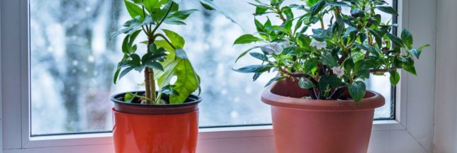 Garder les plantes d'intérieur en hiver