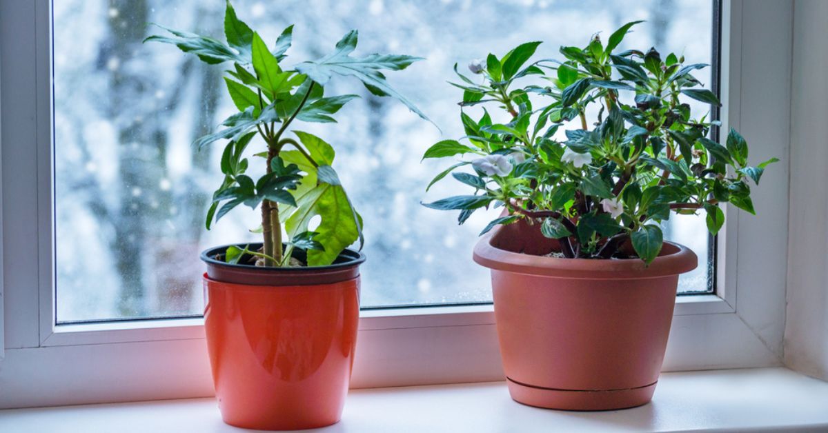 Entretenir ses plantes d'intérieur en hiver : 6 règles essentielles à leur bonne santé