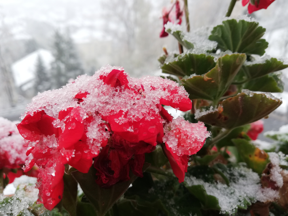 Conserver les géraniums en hiver