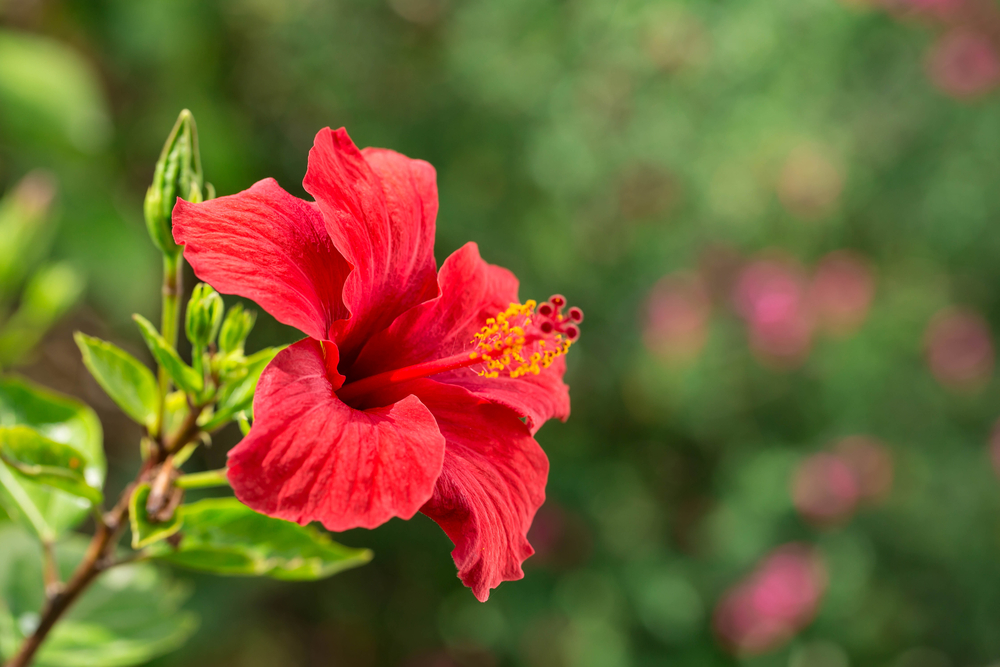 L'hibiscus, plante à tailler en hiver