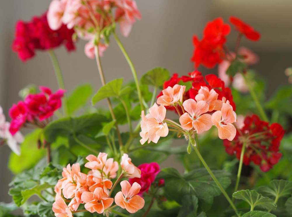 Hiverner les géraniums