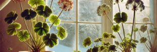 Hiverner les géraniums : les 2 techniques à connaître pour les garder d'une année sur l'autre Hiverner les géraniums : les 2 techniques à connaître pour les garder d'une année sur l'autre