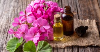 Protégez votre peau du froid avec l'huile essentielle de géranium, aux mille vertus