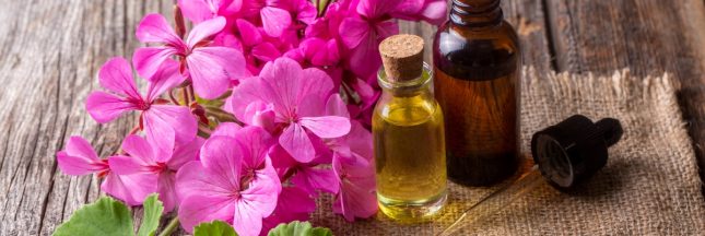 L'huile essentielle de géranium