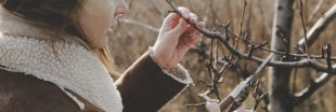 9 plantes à ne surtout pas oublier de tailler en hiver pour une bonne reprise au printemps 9 plantes à ne surtout pas oublier de tailler en hiver pour une bonne reprise au printemps