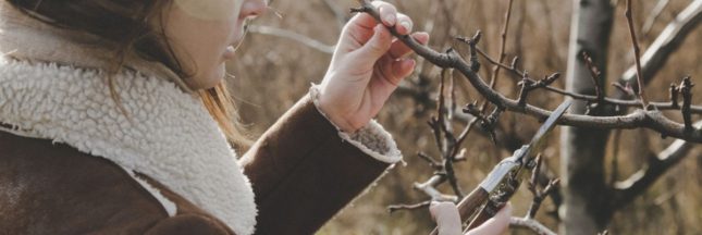 Les plantes à tailler en hiver