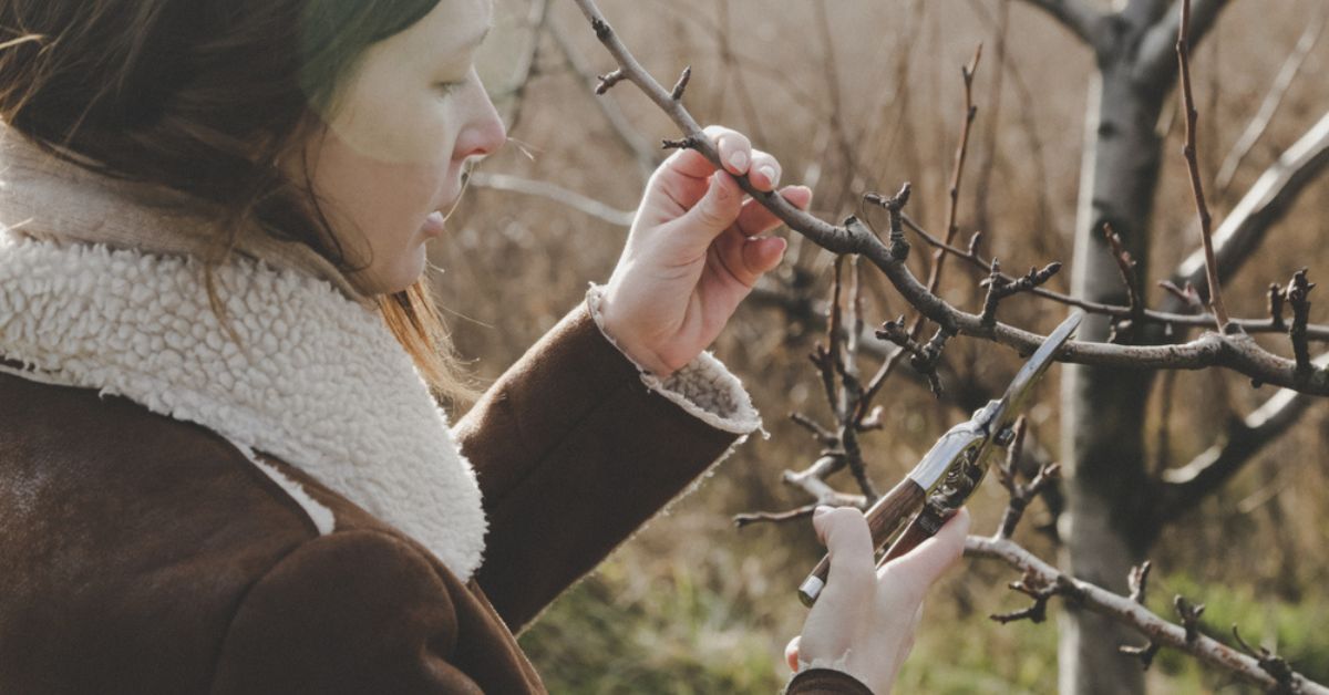 9 plantes à ne surtout pas oublier de tailler en hiver pour une bonne reprise au printemps