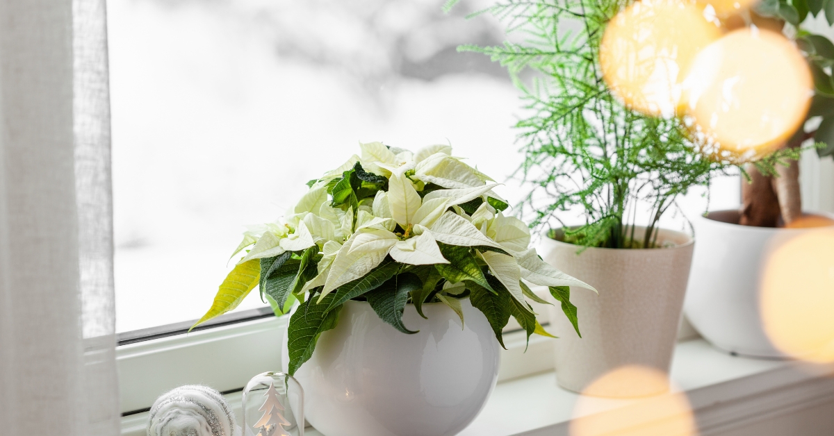 Prendre soin des plantes d'intérieur en décembre : ces gestes à ne pas oublier Prendre soin des plantes d'intérieur en décembre : ces gestes à ne pas oublier