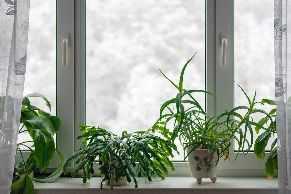 Prendre soin des plantes d'intérieur en hiver