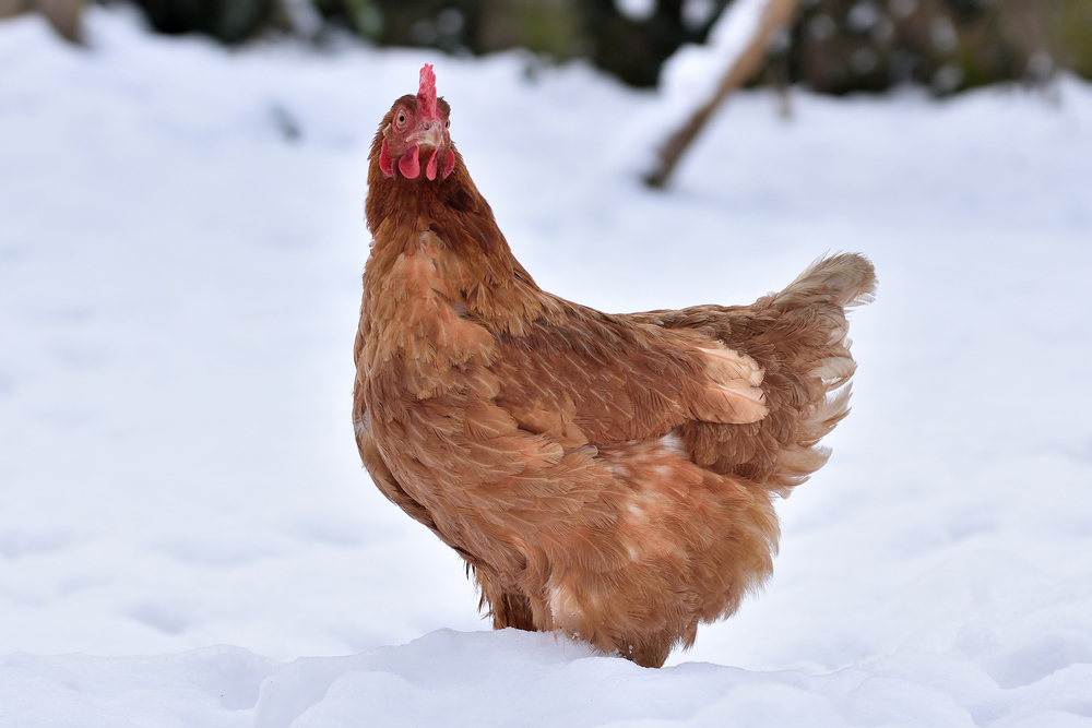 Protéger du froid les poules en hiver