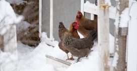 Poulailler et hiver : l’astuce imparable pour savoir si vos poules ont froid