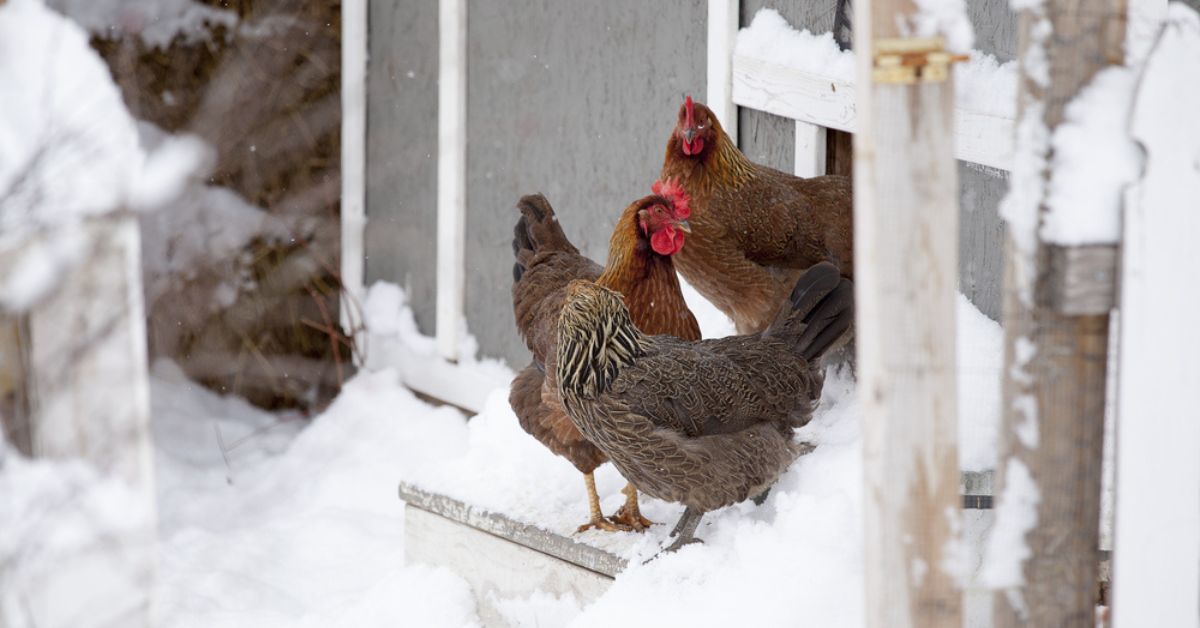 Poulailler et hiver : l'astuce imparable pour savoir si vos poules ont froid Poulailler et hiver : l'astuce imparable pour savoir si vos poules ont froid