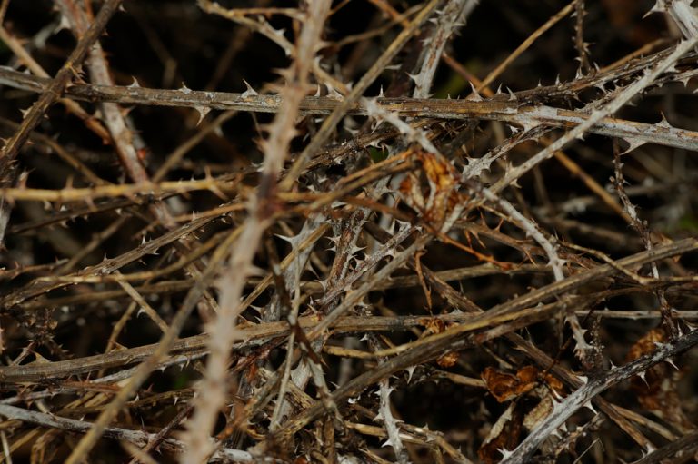 6 astuces pour supprimer les ronces facilement et définitivement