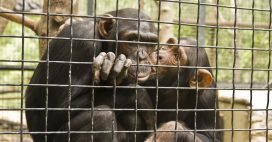 Expérimentation animale : Air France ne transportera plus de primates dès juin 2023