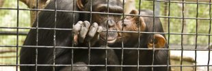Expérimentation animale : Air France ne transportera plus de primates dès juin 2023