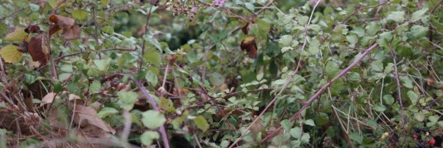 Comment détruire les racines des ronces ?