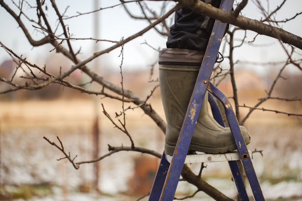 Tailler les arbres en hiver