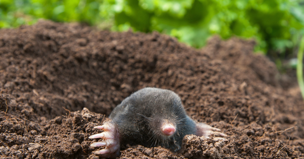Faire fuir les rongeurs et taupes : l’astuce à connaître