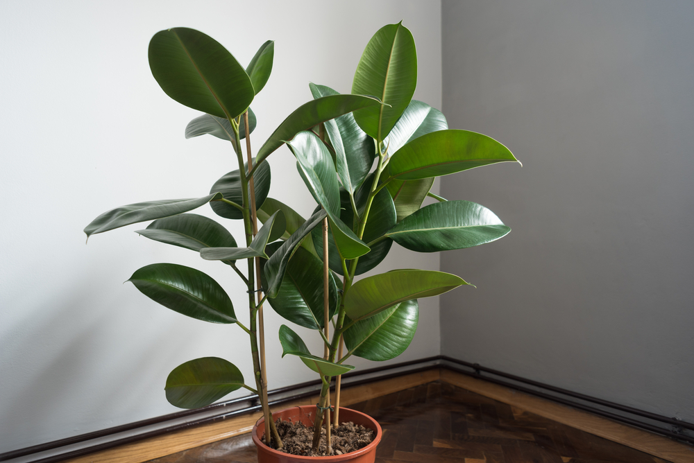 Le Ficus Elastica, plante pour une pièce sans fenêtre