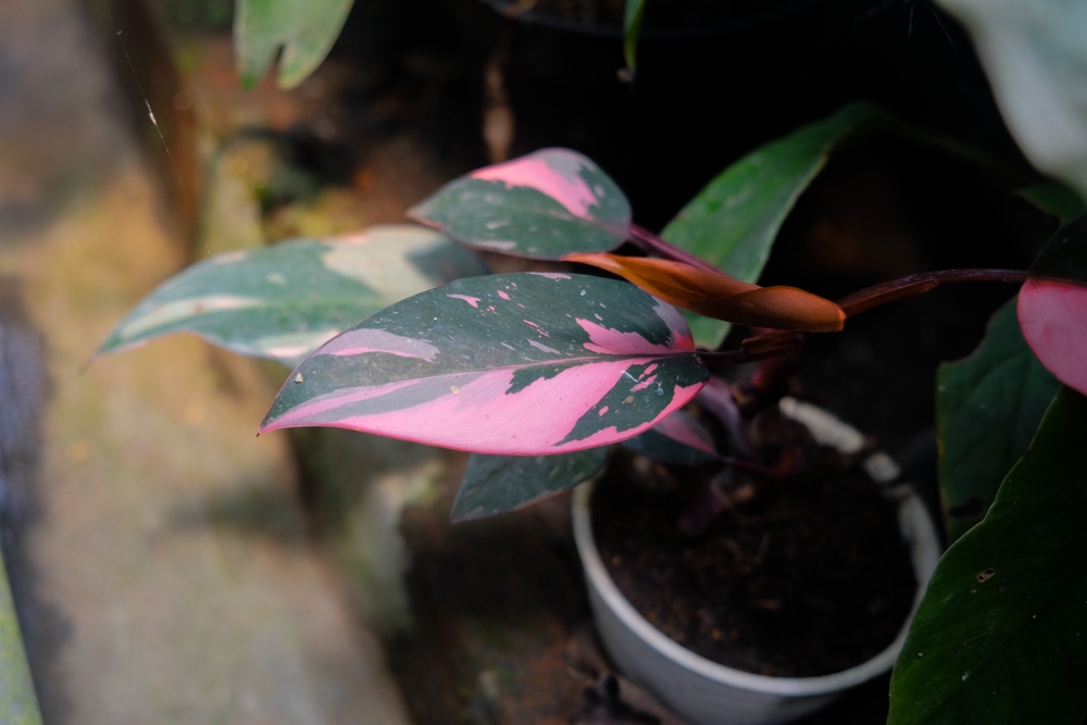 Le Philodendron Pink Princess