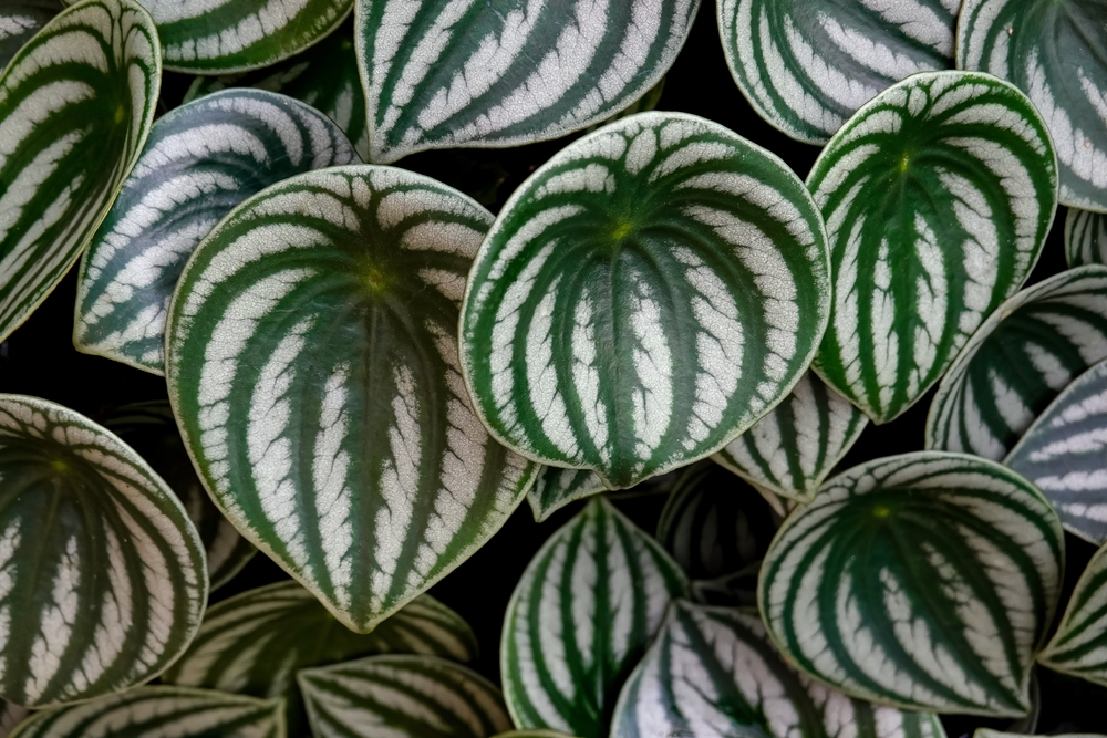 Le Pépéromia, plante verte qui n'a pas besoin de soleil