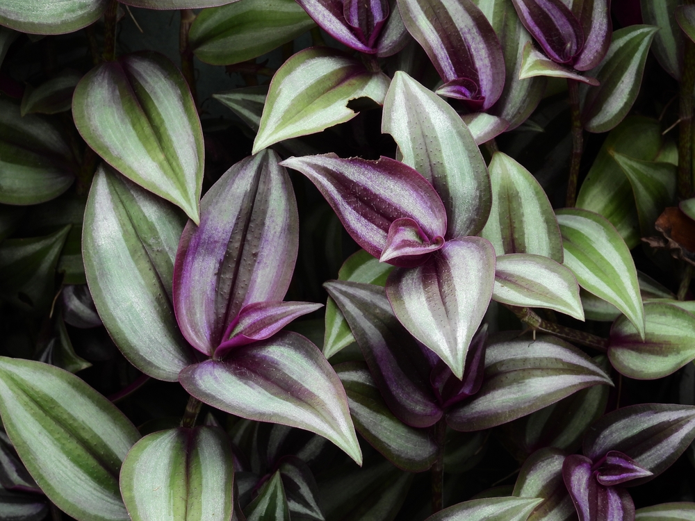 Le Tradescantia Zebrina, plante verte qui aime le noir