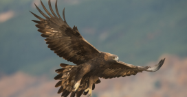Dans l’Hérault, un aigle royal a été tué par une éolienne construite illégalement