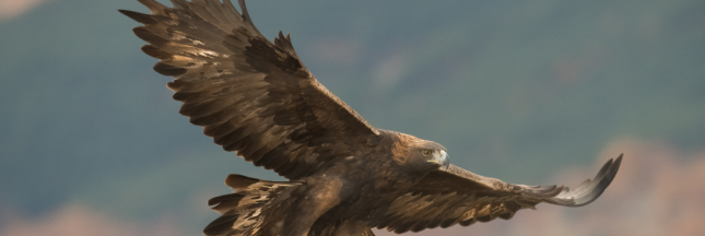 Dans l'Hérault, un aigle royal a été tué par une éolienne construite illégalement
