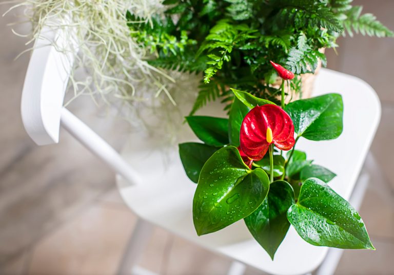 10 plantes d'intérieur colorées et originales pour égayer la maison — free download
