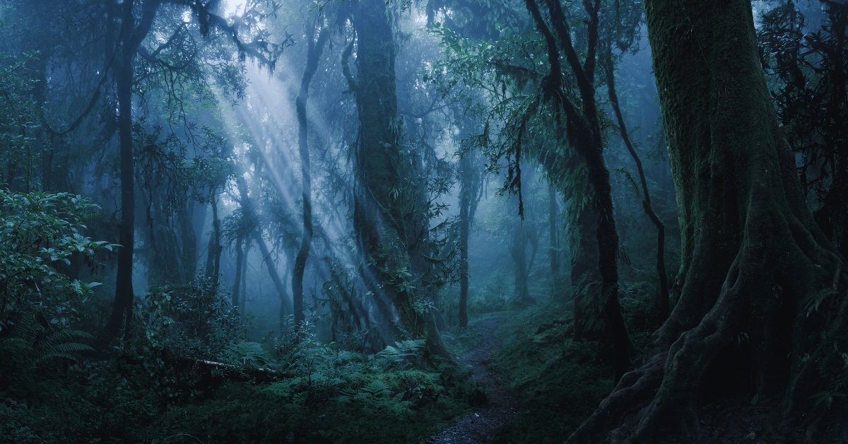 Les arbres communiquent entre eux (presque) comme dans Avatar