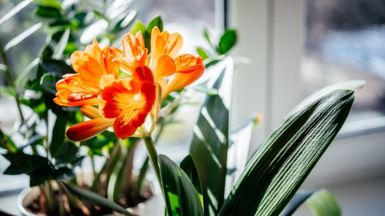 10 plantes d'intérieur colorées et originales pour égayer la maison