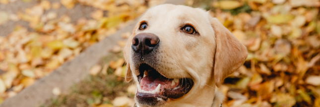 collier de dressage interdit
